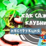 Kdy a jak stisknout jahody na podzim